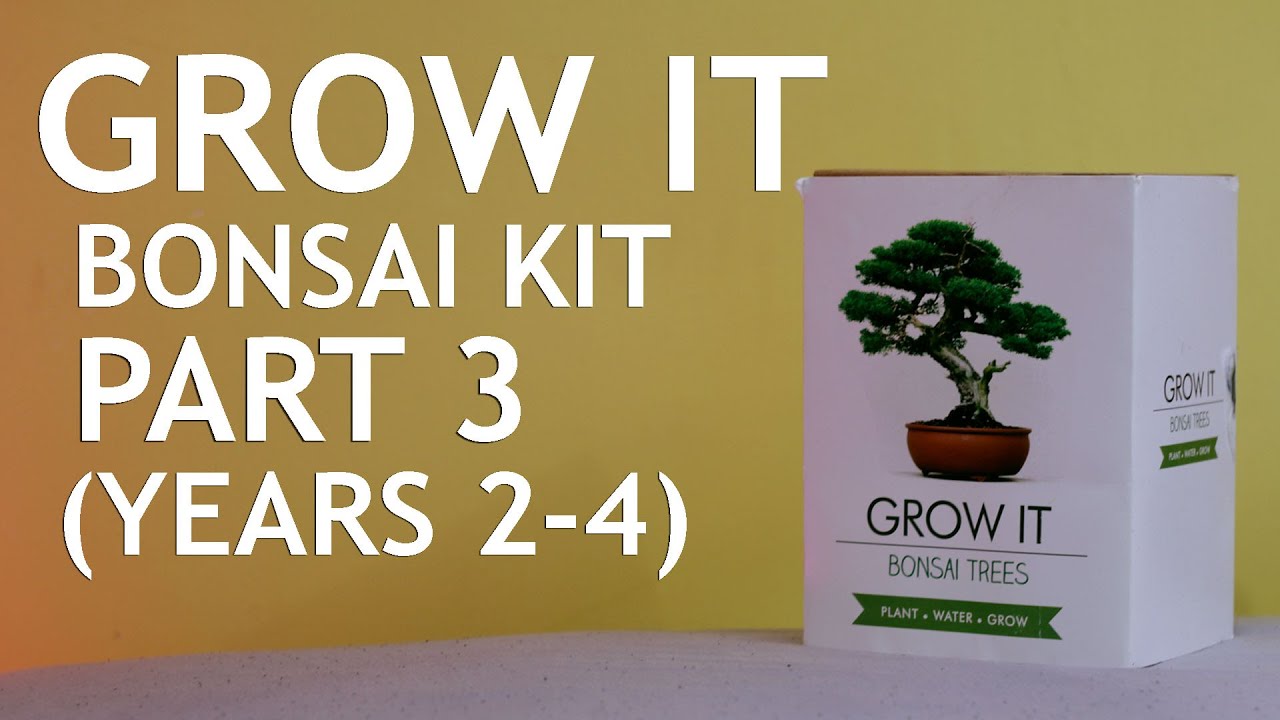Grow It Bonsai Kit (2 - 4 years) Part 3 