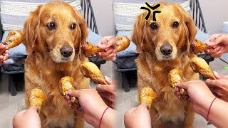 Funny Dog | Why do dogs become dogs? #cuihuastory #cute pet #animal