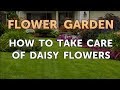 How to Take Care of Daisy Flowers