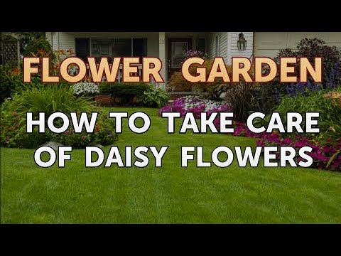 Video: Angelita Daisy Info and Care - Come coltivare piante di Angelita Daisy