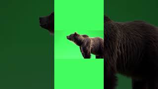 Bear Standing On Hind Legs Green Screen Effect