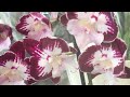 Магазин "Мир цветов" Орхидеи по очень адекватной цене