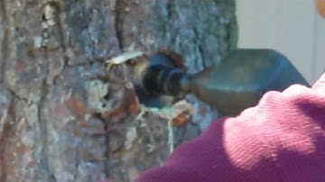 Treehouse Construction Workshop Overview