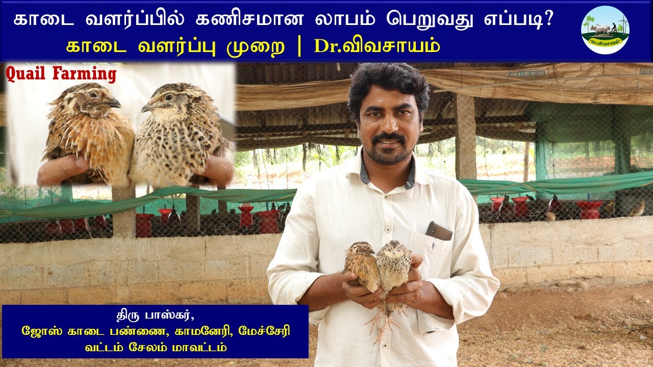 காடை வளர்ப்பில் நிரந்தர லாபம் பெற செய்ய வேண்டியவை | வேண்டாதவை | காடை வளர்ப்பு முறை | Dr.விவசாயம்
