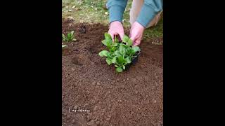 Step By Step Growing Spinach Made Easy!