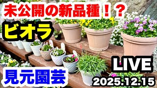 ◇Mimoto Gardening's [Unreleased Varieties] Secretly Revealed