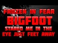 Frozen in fearbigfoot stared me in the eye just feet away