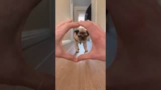 EASY Dog Trick 🥰 #dog #dogtricks #dogtraining #cutedog #cutedogs #youtubeshorts #shorts #pugdog