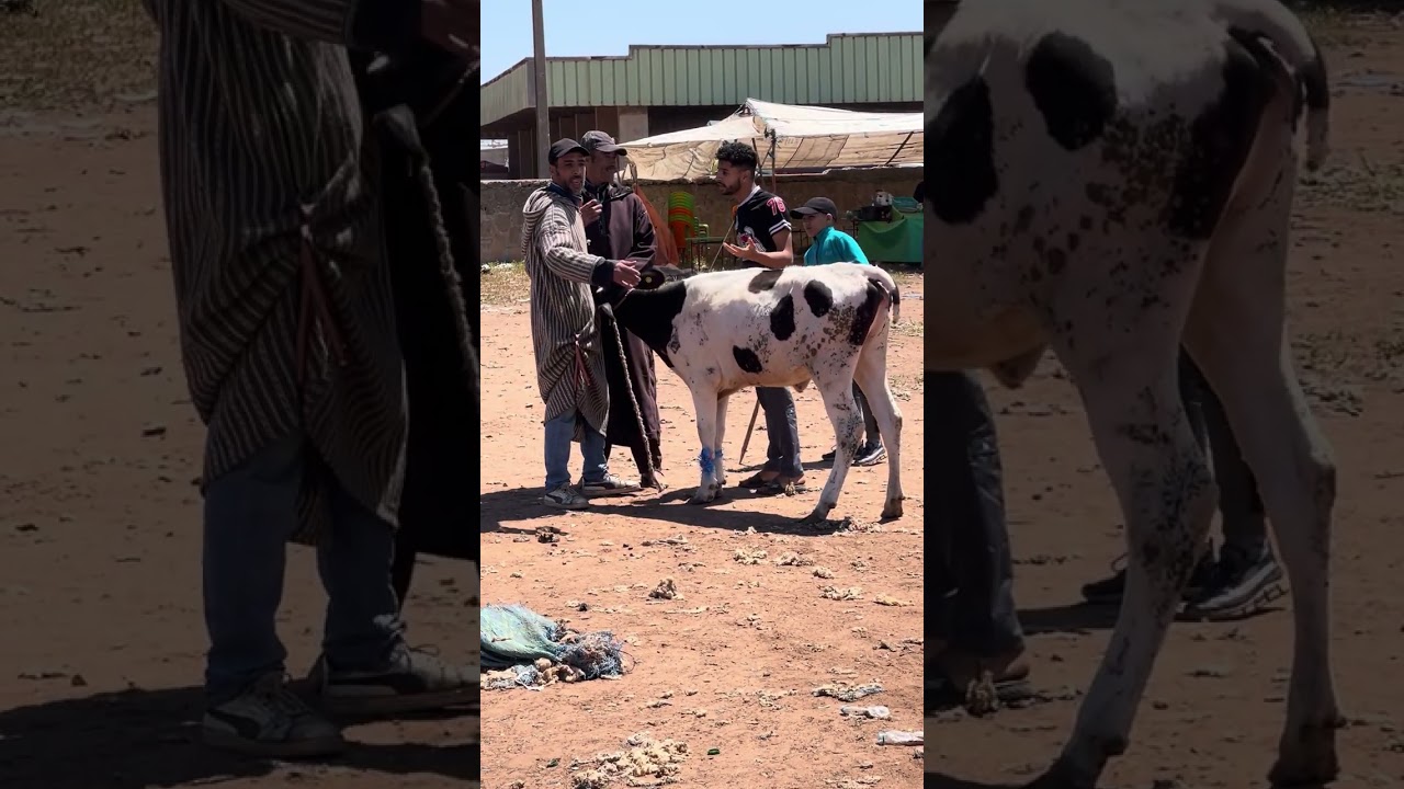 #مظحك كساب طماع بغى يبيع ليا ضروبة بزز 😂