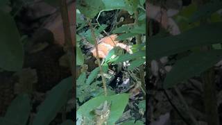 ഞെട്ടിപ്പോയി പോസ്റ്റിന്റെ വണ്ണത്തിൽ മലമ്പാമ്പ് 😳 🥶🥶 #snake #forest #movie #location #python