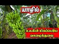 யாழ்ப்பாணத்தில் கோடிகளில் புரளும் வாழைக்குலை விவசாயி | Jaffna Garden Vlog | Srilanka Tamil