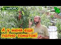 А У МЕНЯ ЕЩЁ ПОЛНО ТОМАТОВ! Продленка для томатов: как выращивать томаты до мороза без фитофторы.