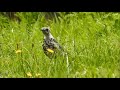 Many Mistle Thrushes / Veel Grote Lijsters (Turdus viscivorus)