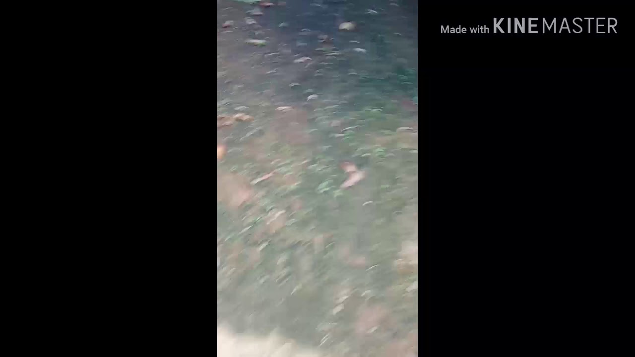 Cara budidaya anak ikan lele tanpa cacing sutera 