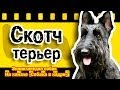 Скотч терьер (Средние терьеры). Энциклопедия пород собак.