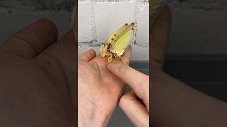 Angry Orchid Mantis