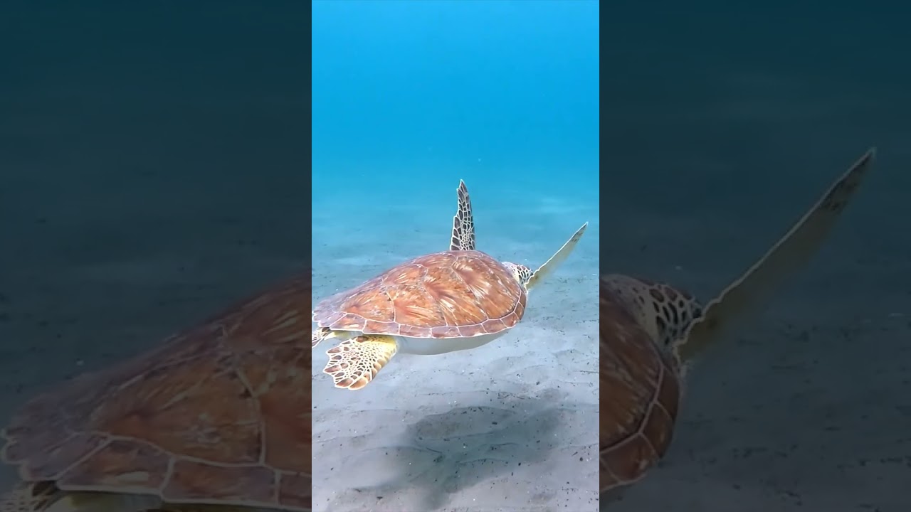 Sea turtle swimming
