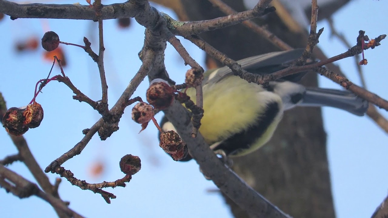 Синицы в городе - YouTube