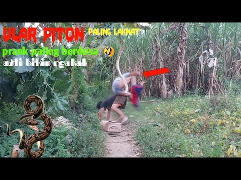 funny video || The most cursed PYTHON || The most sinful PRANK || It really makes you laugh 🤣 aut...