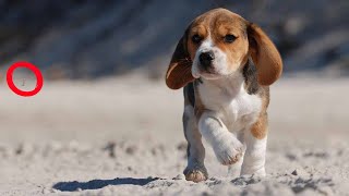 Beagles  Must Know Before Getting