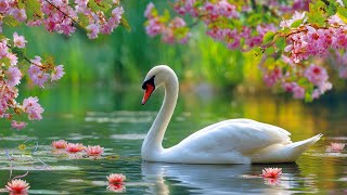 Три месяца я слушала только эту музыку🌿 Звуки природы и музыка для глубокого расслабления