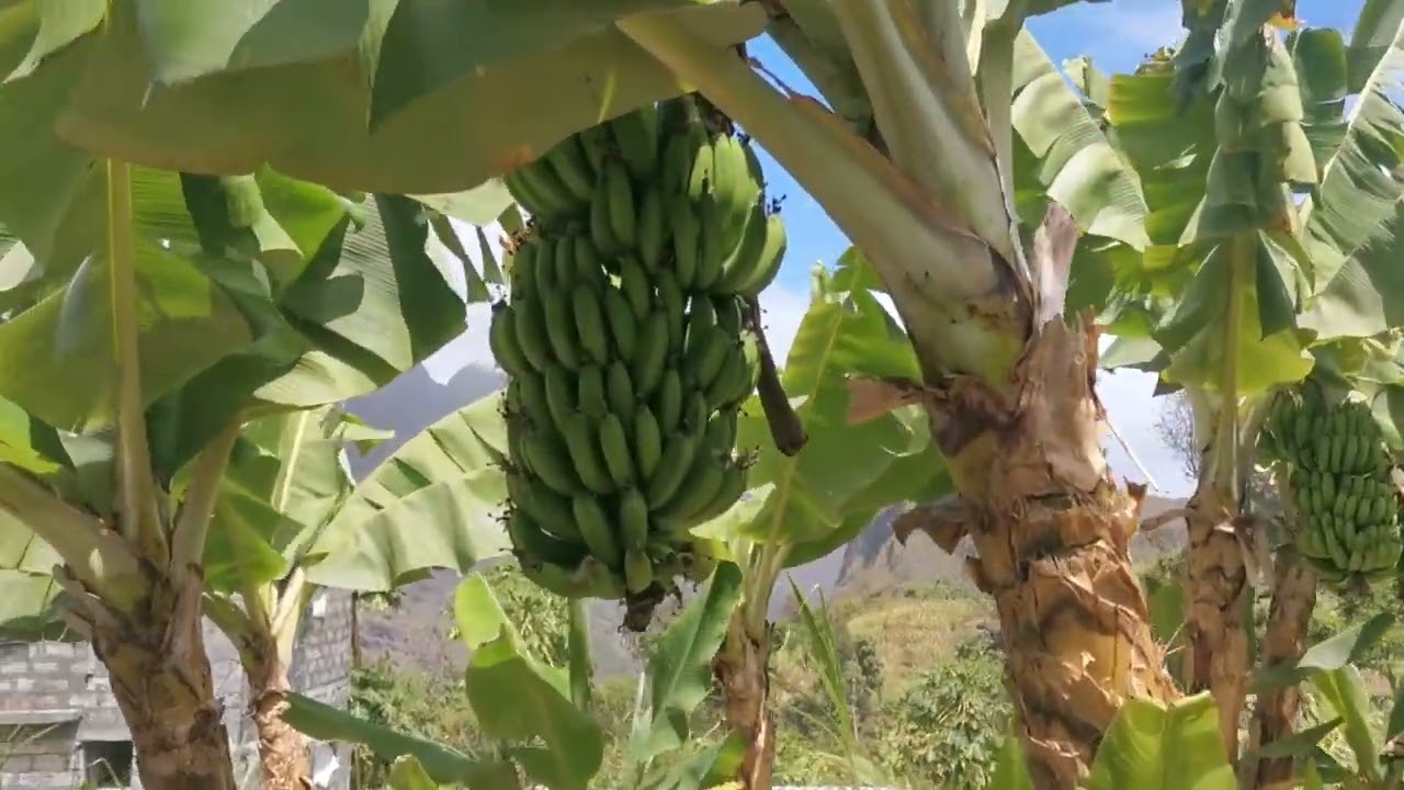 Дорога  Пауль  La vallée de Paul, au Cap-Vert Кабо Верде 2024 март