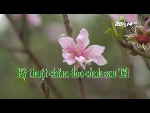 Video: Chăm Sóc Cây Hồ Đào - Học Cách Trồng Cây Hồ Đào