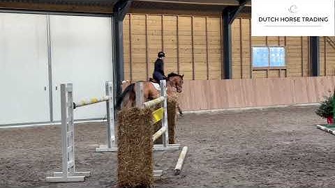 DHT 27-12-2025: Arian, gelding, 2020 by Apardi