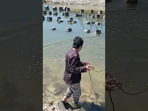 Video chài cá biển sát bờ - youtube