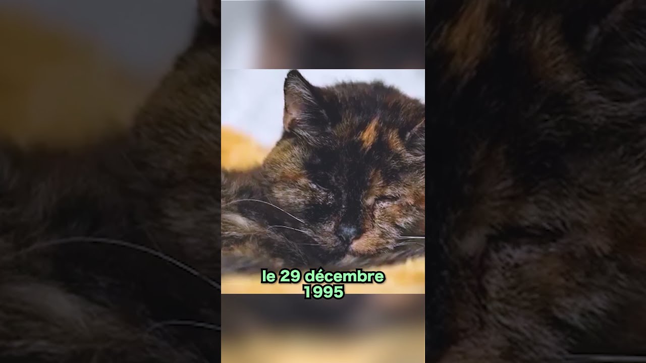 Ce Chat A 30 Ans 