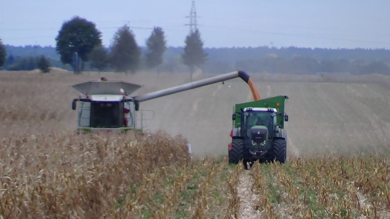 Koszenie kukurydzy na ziarno 2015, Claas, Fendt, Scania