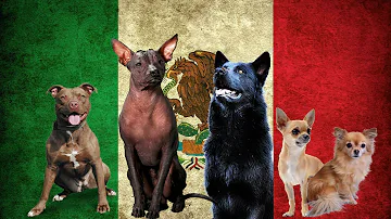 ¿Por qué perro es conocido México?
