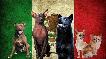 ¿Qué raza de perro es originaria de México?