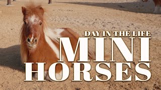 Miniature Horses Explained: Morning at a Miniature Horse Sanctuary | Episode 1