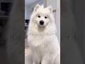 大好きなパパが出社して5分で帰ってきた時の大型犬の反応が可愛い #サモエド #samoyed #癒し