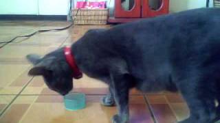 Capture 20090207