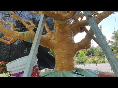 Video cách tỉa cây mai vàng tàng lớn mới bứng về.trồng không... - youtube