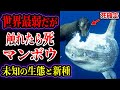 【ゆっくり解説】触れたら死…最弱生物マンボウに触れてはいけない理由がヤバい…未だ未知の巨大マンボウの生態と近年発見された新種マンボウについて【危険生物】