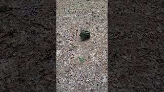 Hiking Adventures|Josh Park Memorial Trail|#arkansas #hiking #hikingtrails #naturalbeauty 