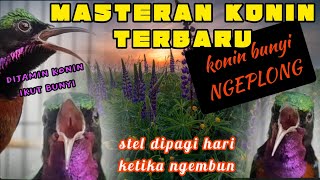 Masteran Konin Terbaru