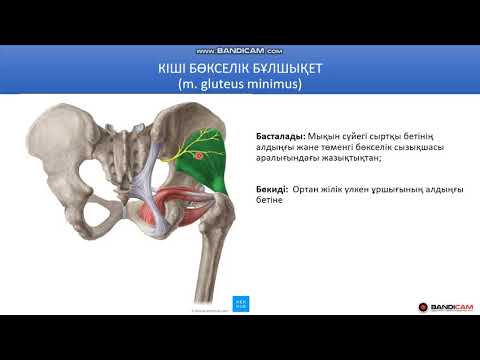 Бейне: Жамбастың целлюлитінен құтылудың 3 әдісі