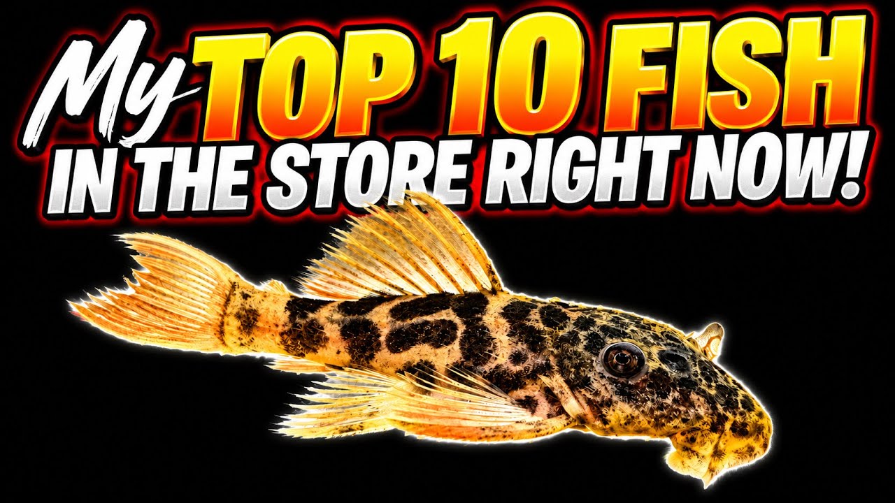 My Top 10 Favorite fish in the store! + Future Arrivals 