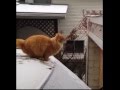 Are Dogs Funnier Than Cats Are Dogs Funnier Than Cats