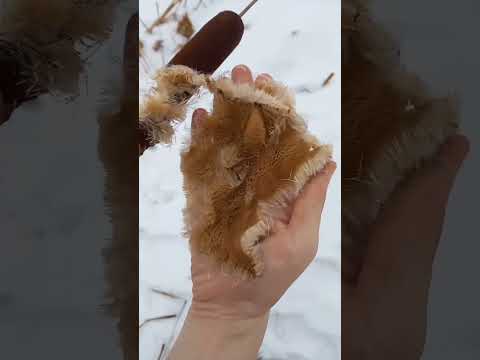 Рогоз
