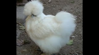 Frizzle Silkie chicken Ayam Cemani Chickens - Rare Breed UK