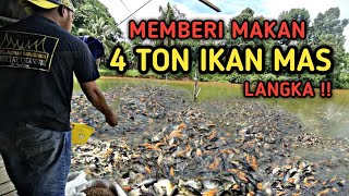 LANGKA !! MEMBERI MAKAN 4 TON IKAN MAS DI KOLAM SELUAS 1,5 HEKTAR | IKAN MAS BANYAK SEKALI . . .