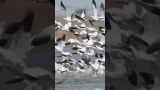 Snow Geese Explosion in Super Slow Motion | Massive Migration Takeoff
