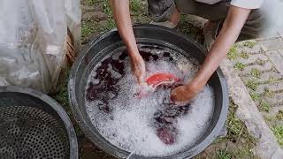 cara mengobati ikan koi kena jamur