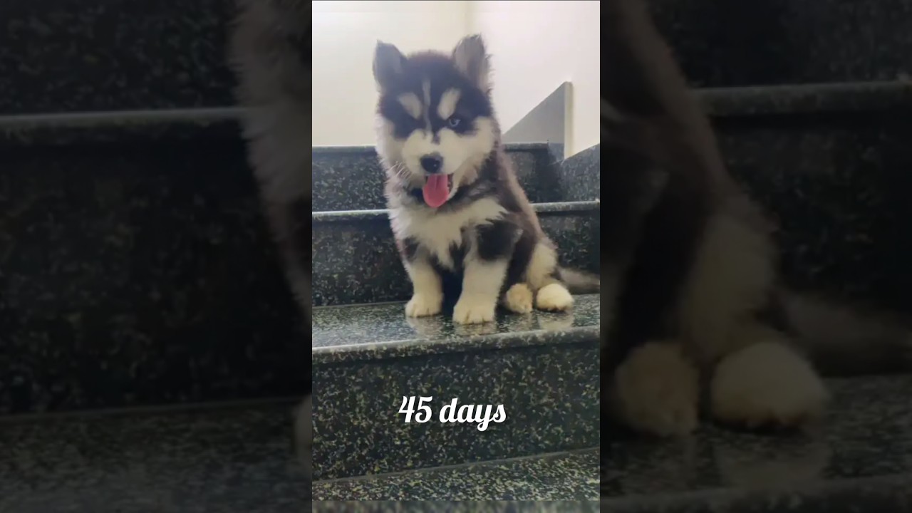 Siberian husky growth 
