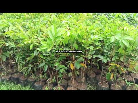 Jual Pohon Rambutan Binjai Cepat Berbuah